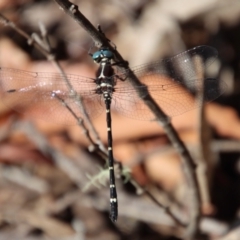 Eusynthemis sp. (genus) (Tigertail) at Budawang, NSW - 21 Jan 2023 by LisaH