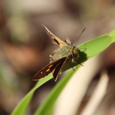 Timoconia flammeata (Bright Shield-skipper) at Budawang, NSW - 21 Jan 2023 by LisaH