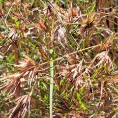 Themeda triandra (Kangaroo Grass) at Nangus, NSW - 20 Jan 2023 by abread111