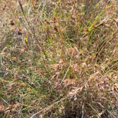 Themeda triandra at Nangus, NSW - 21 Jan 2023 10:47 AM