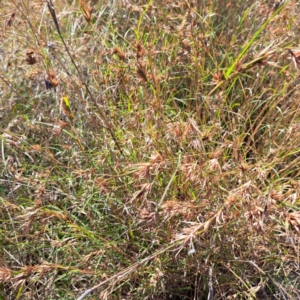 Themeda triandra at Nangus, NSW - 21 Jan 2023 10:47 AM