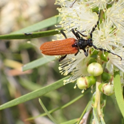 Eroschema poweri (A lycid-mimic Longhorn beetle) at Murrumbateman, NSW - 13 Jan 2023 by SimoneC