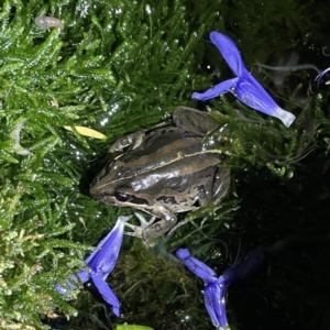 Limnodynastes peronii at Lyneham, ACT - 21 Jan 2023