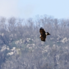 Aquila audax (Wedge-tailed Eagle) at Rendezvous Creek, ACT - 21 Jan 2023 by JimL