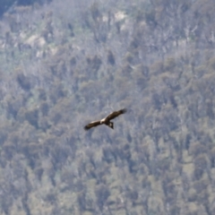 Aquila audax at Rendezvous Creek, ACT - 21 Jan 2023