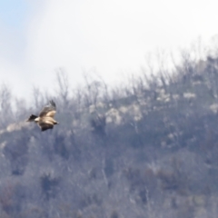 Aquila audax at Rendezvous Creek, ACT - 21 Jan 2023