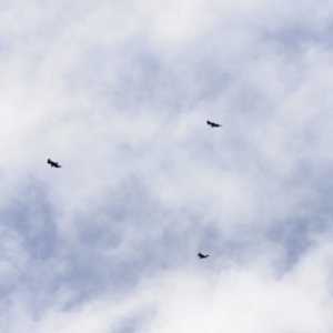 Aquila audax at Rendezvous Creek, ACT - 21 Jan 2023