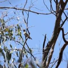 Chrysococcyx lucidus (Shining Bronze-Cuckoo) at Rendezvous Creek, ACT - 21 Jan 2023 by JimL