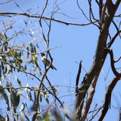 Chrysococcyx lucidus (Shining Bronze-Cuckoo) at Rendezvous Creek, ACT - 21 Jan 2023 by JimL