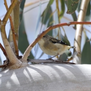 Pardalotus punctatus at Rendezvous Creek, ACT - 21 Jan 2023 12:33 PM