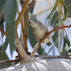 Pardalotus punctatus at Rendezvous Creek, ACT - 21 Jan 2023 12:33 PM