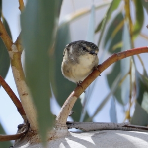 Pardalotus punctatus at Rendezvous Creek, ACT - 21 Jan 2023 12:33 PM