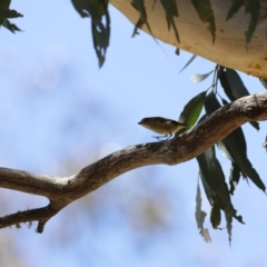 Pardalotus punctatus at Rendezvous Creek, ACT - 21 Jan 2023 12:33 PM