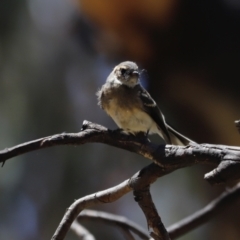 Rhipidura albiscapa (Grey Fantail) at Namadgi National Park - 21 Jan 2023 by JimL