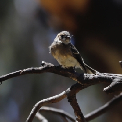 Rhipidura albiscapa (Grey Fantail) at Rendezvous Creek, ACT - 21 Jan 2023 by JimL