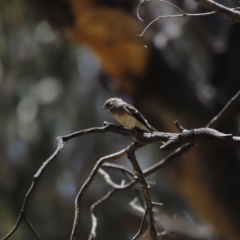 Rhipidura albiscapa at Rendezvous Creek, ACT - 21 Jan 2023