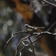 Rhipidura albiscapa at Rendezvous Creek, ACT - 21 Jan 2023