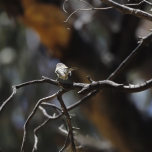 Rhipidura albiscapa at Rendezvous Creek, ACT - 21 Jan 2023