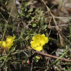 Hibbertia obtusifolia (Grey Guinea-flower) at Namadgi National Park - 21 Jan 2023 by JimL