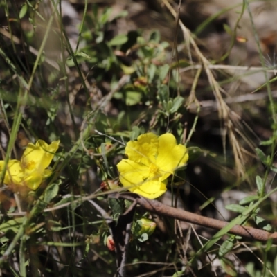 Hibbertia obtusifolia (Grey Guinea-flower) at Namadgi National Park - 21 Jan 2023 by JimL