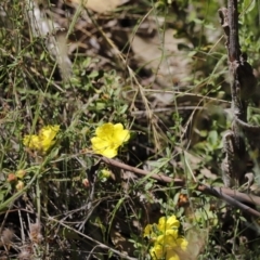 Hibbertia obtusifolia at Rendezvous Creek, ACT - 21 Jan 2023