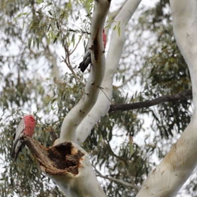 Eolophus roseicapilla (Galah) at Namadgi National Park - 20 Jan 2023 by JimL