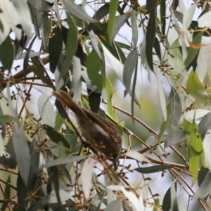 Caligavis chrysops at Booth, ACT - 21 Jan 2023 09:30 AM