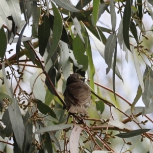 Caligavis chrysops at Booth, ACT - 21 Jan 2023 09:30 AM