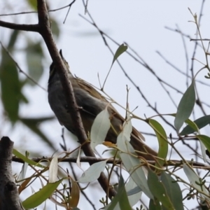 Caligavis chrysops at Booth, ACT - 21 Jan 2023 09:30 AM