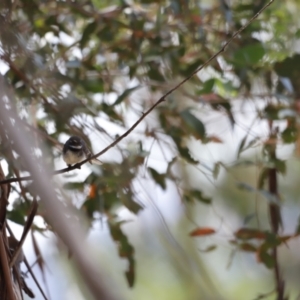 Rhipidura albiscapa at Rendezvous Creek, ACT - 21 Jan 2023 01:10 PM