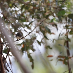 Rhipidura albiscapa at Rendezvous Creek, ACT - 21 Jan 2023 01:10 PM