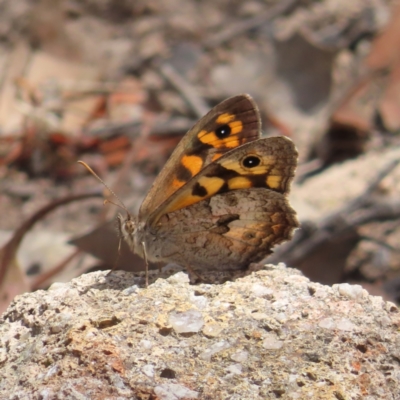 Geitoneura klugii (Marbled Xenica) at Kambah, ACT - 21 Jan 2023 by MatthewFrawley