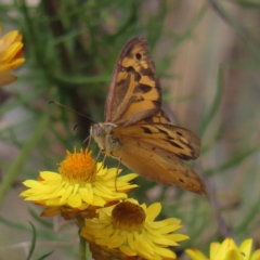 Heteronympha merope (Common Brown Butterfly) at Kambah, ACT - 21 Jan 2023 by MatthewFrawley