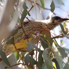 Anthochaera carunculata (Red Wattlebird) at Rendezvous Creek, ACT - 21 Jan 2023 by JimL