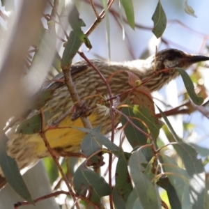 Anthochaera carunculata at Rendezvous Creek, ACT - 21 Jan 2023