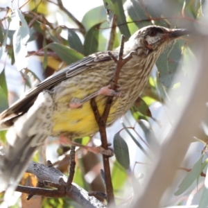 Anthochaera carunculata at Rendezvous Creek, ACT - 21 Jan 2023