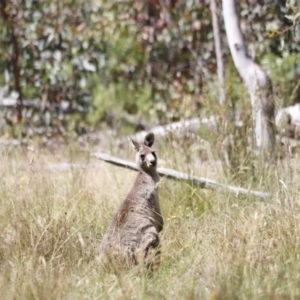 Macropus giganteus at Rendezvous Creek, ACT - 21 Jan 2023