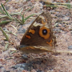 Junonia villida (Meadow Argus) at Kambah, ACT - 21 Jan 2023 by MatthewFrawley