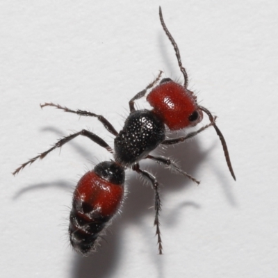 Ephutomorpha sp. (genus) at  - suppressed by TimL