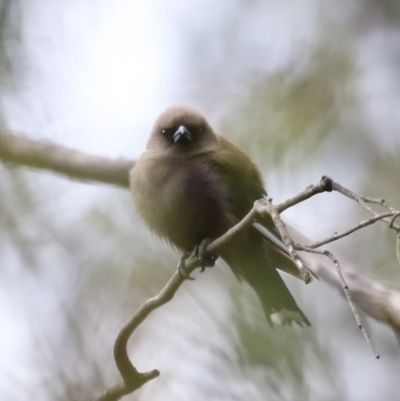 Artamus cyanopterus (Dusky Woodswallow) at Booth, ACT - 21 Jan 2023 by JimL
