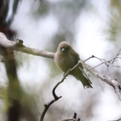 Artamus cyanopterus at Booth, ACT - 21 Jan 2023 09:59 AM