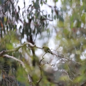 Artamus cyanopterus at Booth, ACT - 21 Jan 2023 09:59 AM