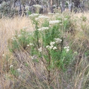 Cassinia longifolia at Carwoola, NSW - 21 Jan 2023