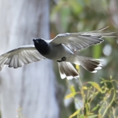Coracina novaehollandiae (Black-faced Cuckooshrike) at Booth, ACT - 21 Jan 2023 by JimL