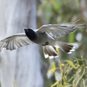 Coracina novaehollandiae at Booth, ACT - 21 Jan 2023