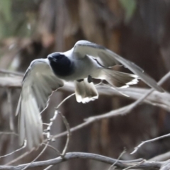 Coracina novaehollandiae at Booth, ACT - 21 Jan 2023