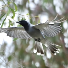 Coracina novaehollandiae at Booth, ACT - 21 Jan 2023