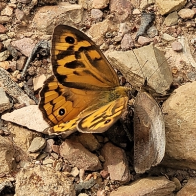 Heteronympha merope (Common Brown Butterfly) at Carwoola, NSW - 20 Jan 2023 by trevorpreston