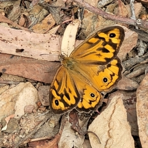 Heteronympha merope at Carwoola, NSW - 21 Jan 2023 09:31 AM