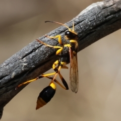 Sceliphron laetum (Common mud dauber wasp) at Wodonga, VIC - 20 Jan 2023 by KylieWaldon
